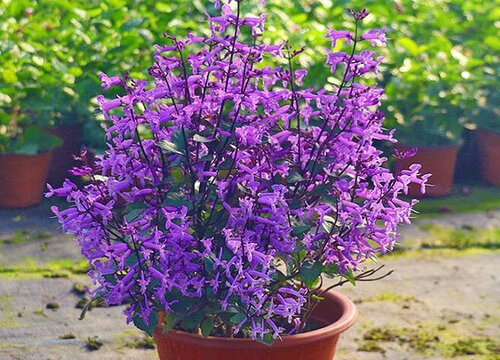 代表等待的花