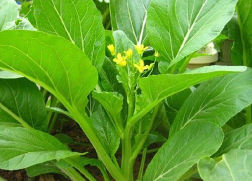 菜心可以生吃吗