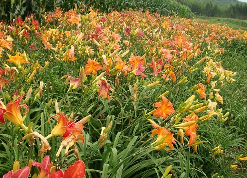 萱草和黄花菜的区别