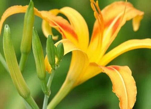 萱草和黄花菜的区别