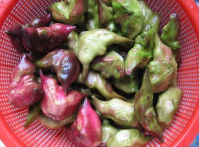 菱果是什么水果 菱果属于什么水果