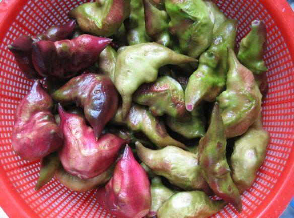 菱果是什么水果