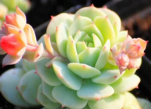 多肉植物都有哪些品种