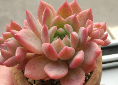 多肉植物都有哪些品种