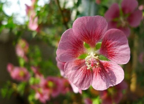 代表四季性的花