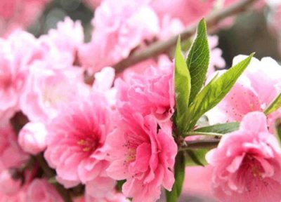 代表四季性的花 象征四季的四种花是哪四种