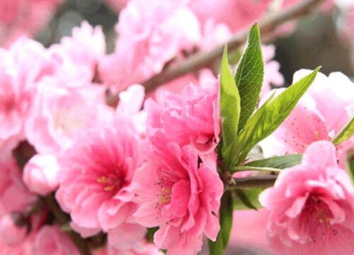 代表四季性的花