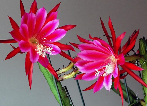 代表四季性的花