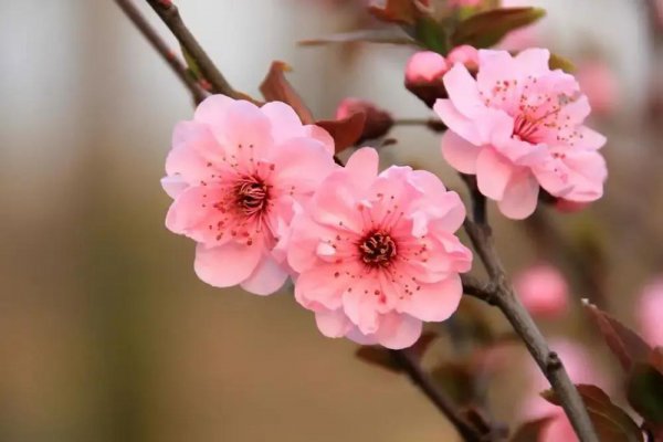 梅花的花语是什么意思及象征寓意