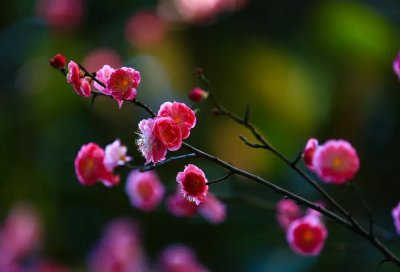 梅花花语和寓意 梅花的花语是什么意思及象征寓意