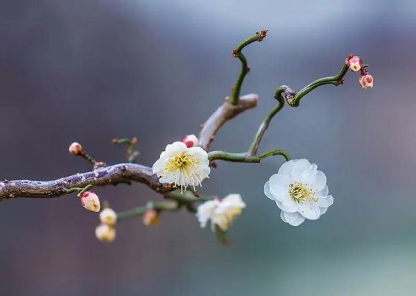 梅花的花语是什么意思及象征寓意