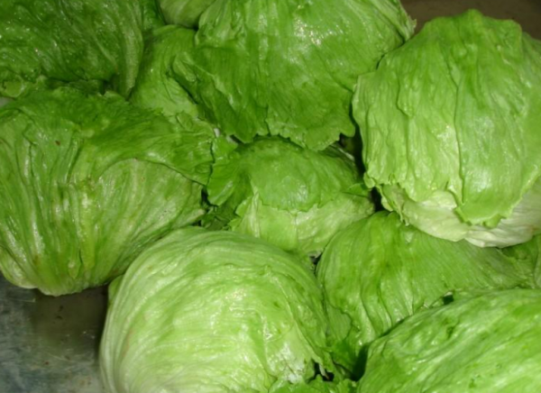 生菜的品种名称及图片