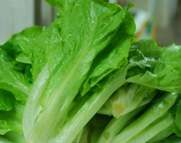 生菜的品种名称及图片