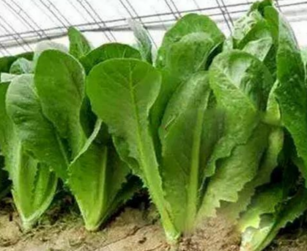 生菜的品种名称及图片