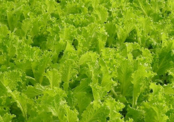 生菜的品种名称及图片