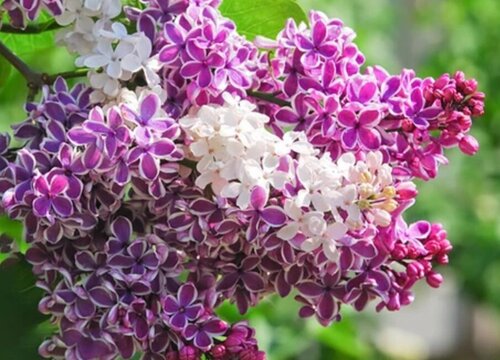 丁香花的品质和精神
