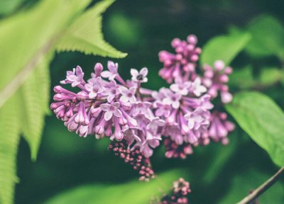 丁香花的花语 丁香花的品质和精神
