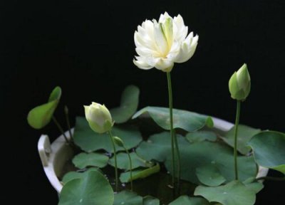 碗莲花语 碗莲的花语和寓意