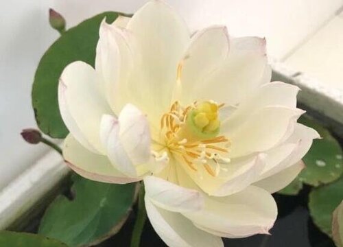 碗莲的花语和寓意