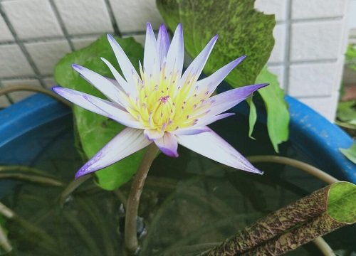 碗莲的花语和寓意