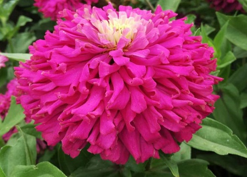 代表长久的花