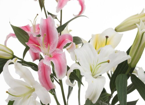 代表长久的花