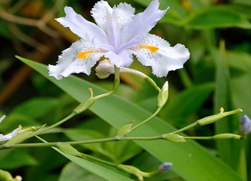 代表长久的花