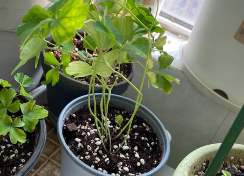 耧斗菜的种植方法