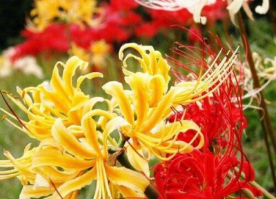 曼珠沙华所有颜色的花语 曼珠沙华的花语 白色 红色 黑色