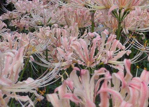 曼珠沙华所有颜色的花语