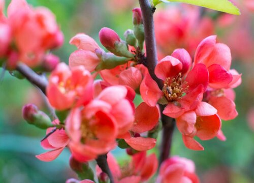 代表善良的花