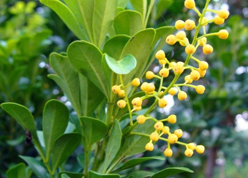 代表善良的花