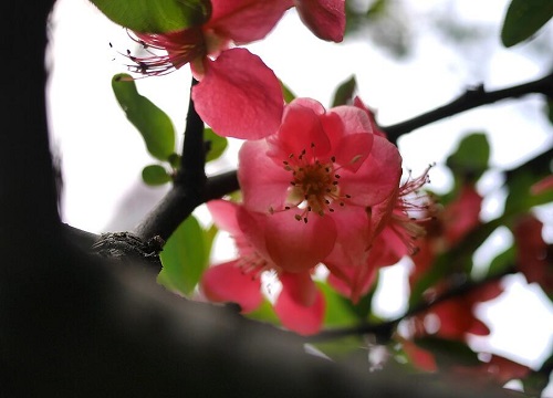代表善良的花