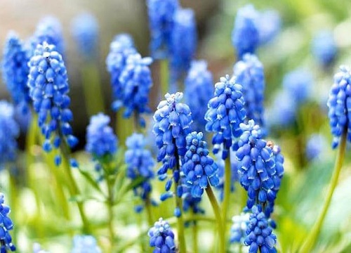代表善良的花