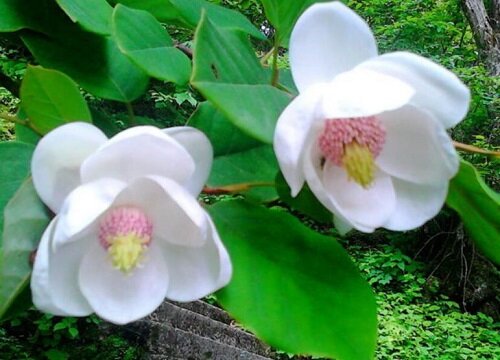 代表善良的花