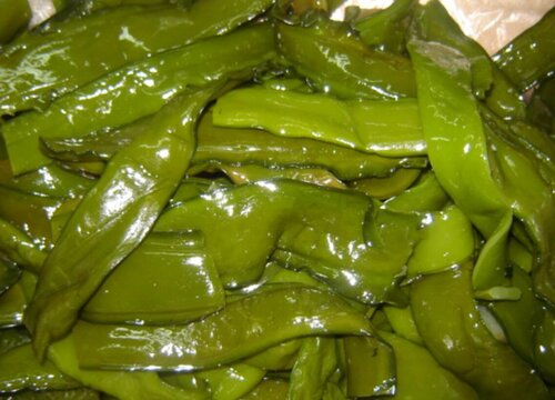 裙带菜是海藻吗