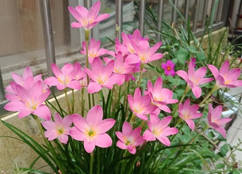 风雨花的花语和寓意