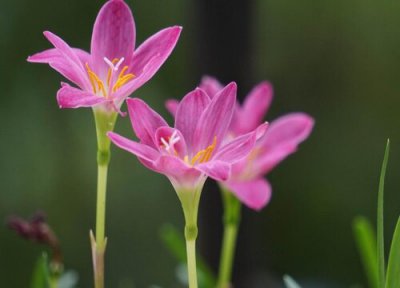风雨花花语 风雨花的花语和寓意