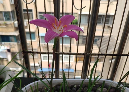 风雨花的花语和寓意