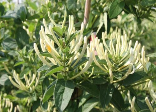 代表优雅的花