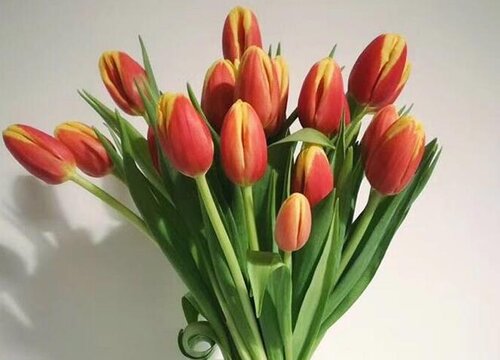 代表优雅的花