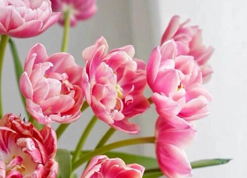 代表优雅的花