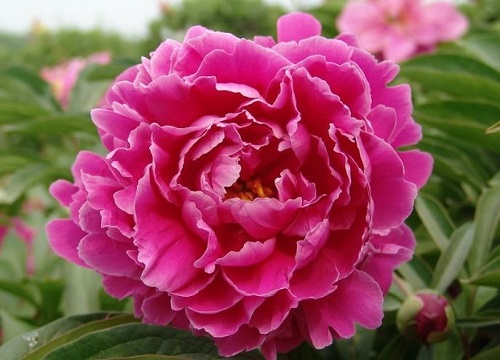 代表优雅的花