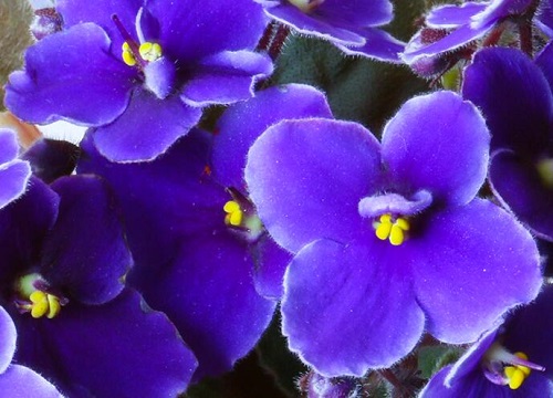 代表优雅的花