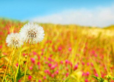 蒲公英花语 蒲公英的花语和寓意