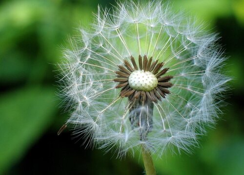 蒲公英的花语和寓意