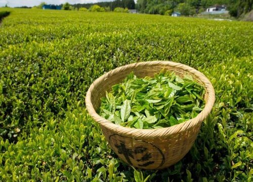 绿茶品种