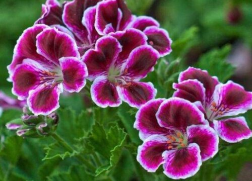 蝴蝶梅怎样修剪开花