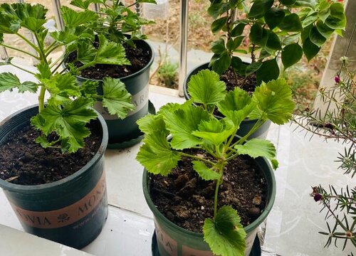 蝴蝶梅怎样修剪开花