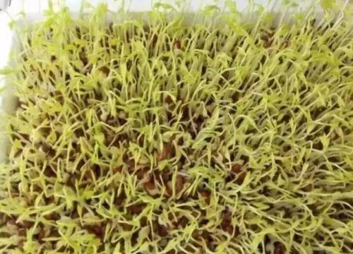 红豆是热性还是凉性